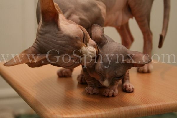 Sphynx(9)