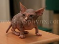 Sphynx(1)