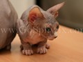 Sphynx(10)