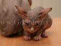 Sphynx(11)