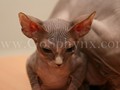 Sphynx(15)