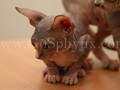 Sphynx(16)