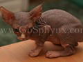 Sphynx(3)