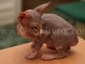 Sphynx(4)