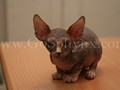 Sphynx(7)