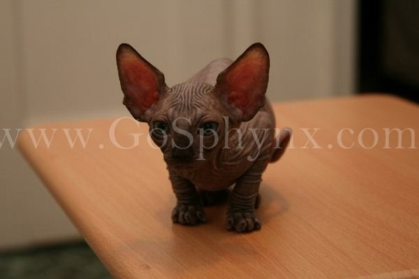 Sphynx(1)