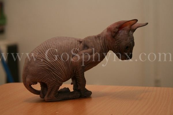 Sphynx(10)