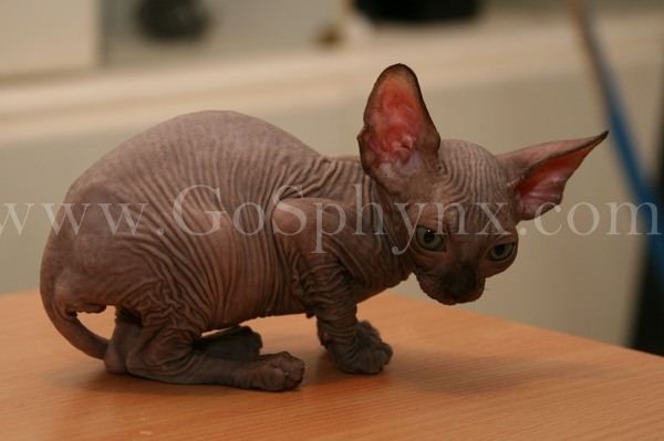 Sphynx(11)