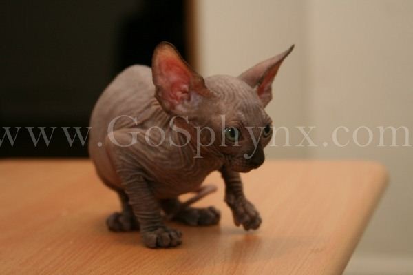 Sphynx(12)