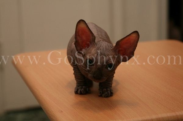 Sphynx(2)