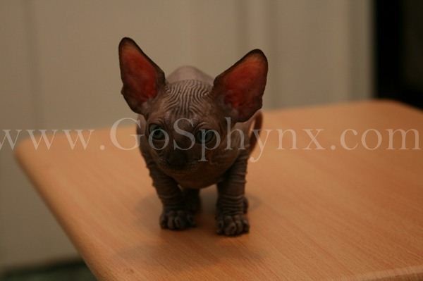 Sphynx(3)