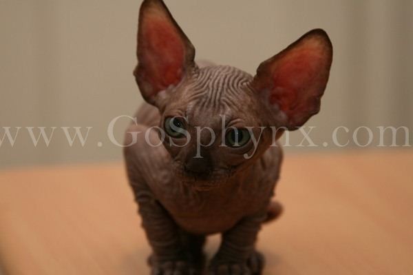 Sphynx(4)