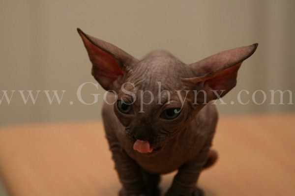 Sphynx(5)