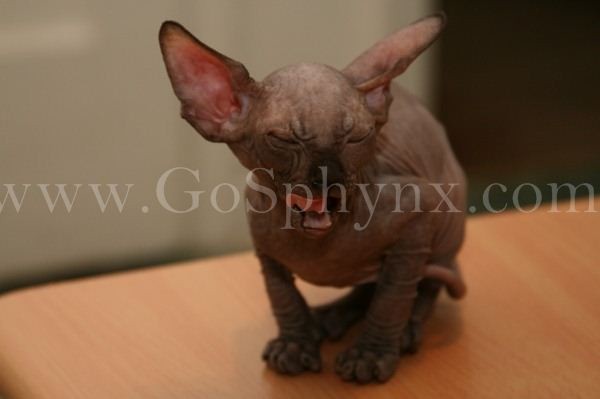 Sphynx(6)