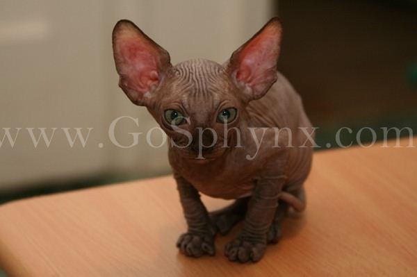 Sphynx(7)