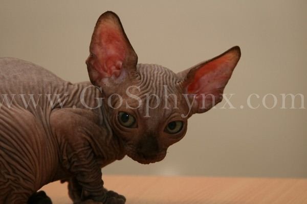 Sphynx(8)