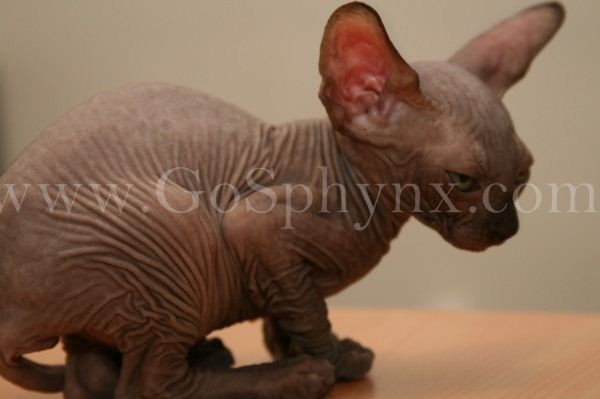 Sphynx(9)