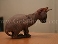 Sphynx(10)