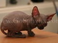 Sphynx(11)