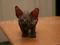 Sphynx(3)