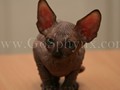 Sphynx(4)