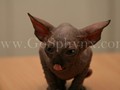 Sphynx(5)