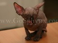 Sphynx(6)