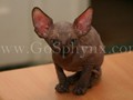 Sphynx(7)