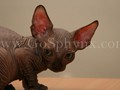 Sphynx(8)