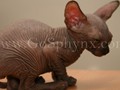 Sphynx(9)