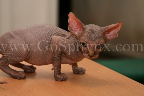 Sphynx(1)