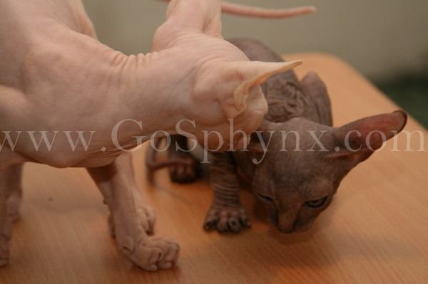 Sphynx(10)