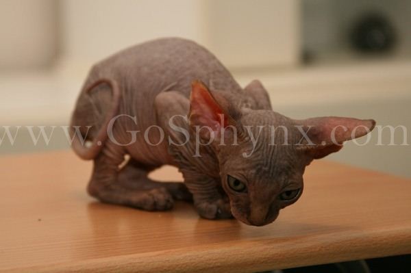 Sphynx(11)