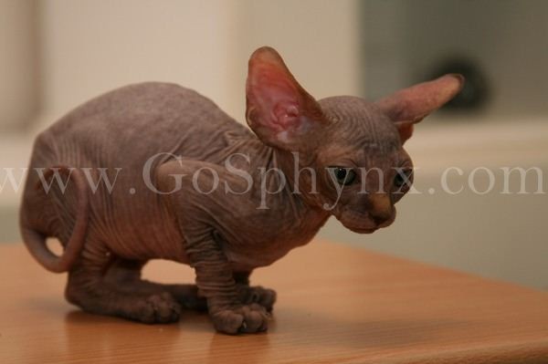 Sphynx(12)