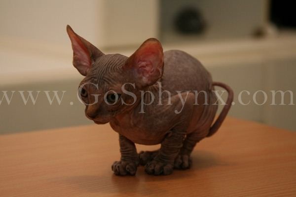 Sphynx(13)