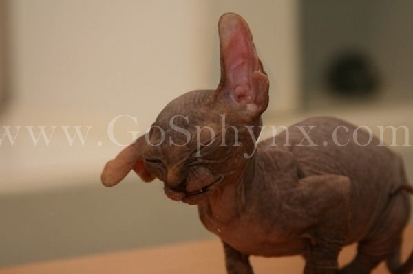 Sphynx(14)