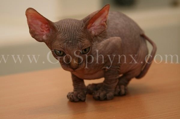 Sphynx(15)