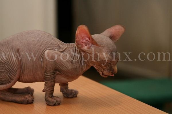 Sphynx(2)