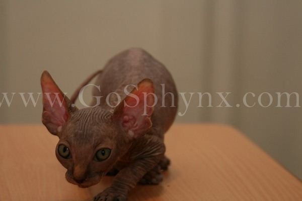 Sphynx(3)