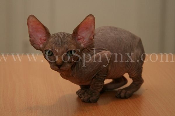 Sphynx(4)