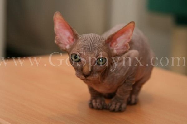 Sphynx(5)