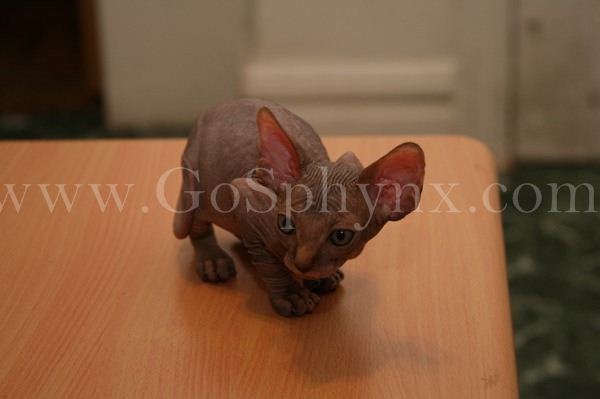 Sphynx(6)