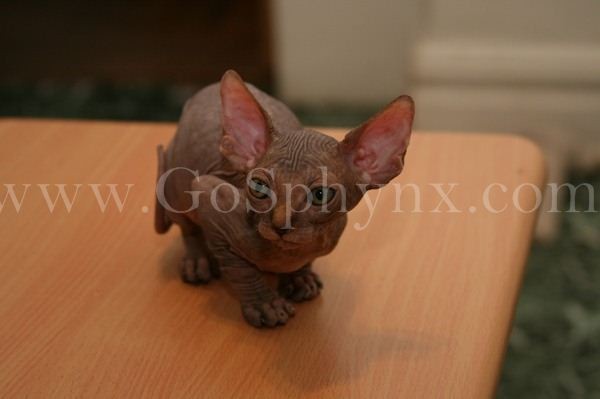 Sphynx(7)