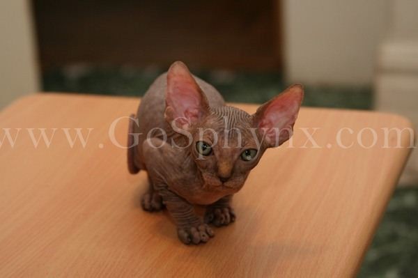 Sphynx(8)