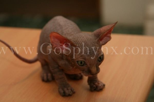 Sphynx(9)