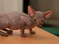 Sphynx(1)