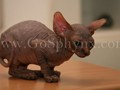 Sphynx(12)