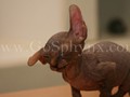 Sphynx(14)