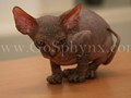 Sphynx(15)