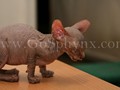 Sphynx(2)